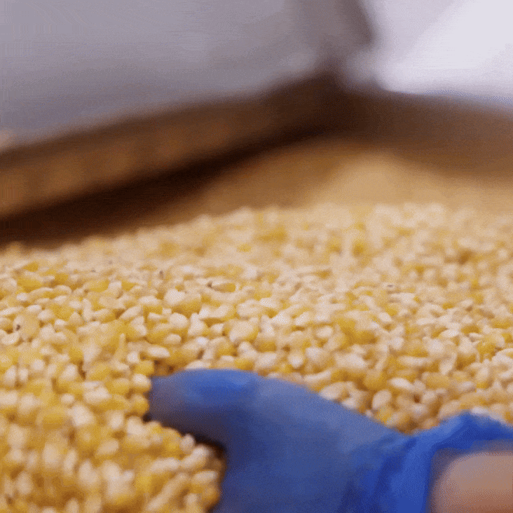A gloved hand spreads out a layer of yellow corn kernels on a flat surface, possibly preparing them for drying or processing.